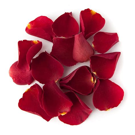 realistic rose petals